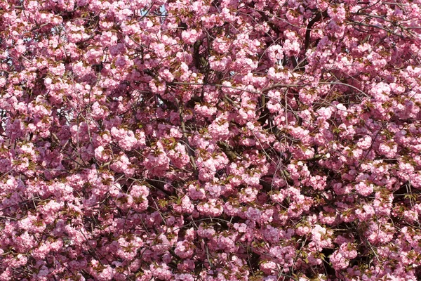 Όμορφη ανθοφορία ιαπωνικό κεράσι - Sakura — Φωτογραφία Αρχείου