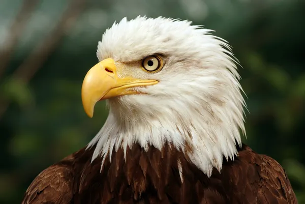 Kel kartal portresi
