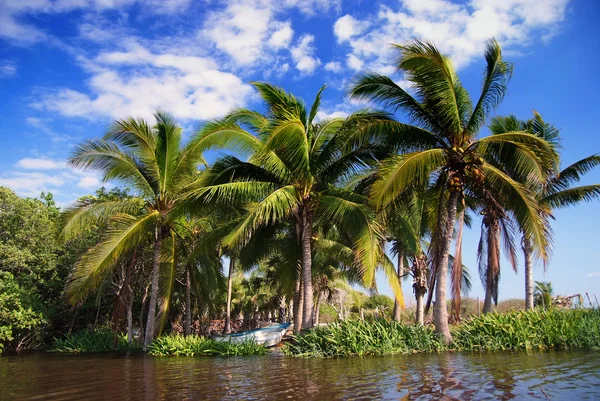 Palms trees — Stock Photo, Image