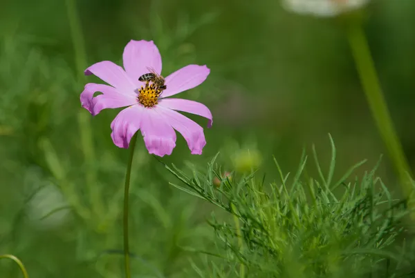 Summer wildflower with bee — Stock Photo, Image