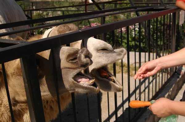 Woman feeding  camels — Stock Photo, Image