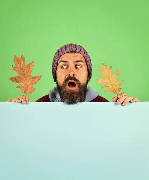 Őszi és lehullott levelek szezonja. Az ember tölgyfa leveleket tart. — Stock Fotó