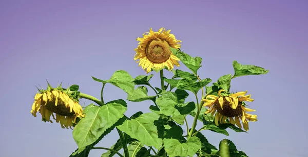 Bloem op blauwe lucht achtergrond. mooie gele bloem van zonnebloem. grote zonnebloem van dichtbij. Zomer natuur schoonheid. Denk groen — Stockfoto