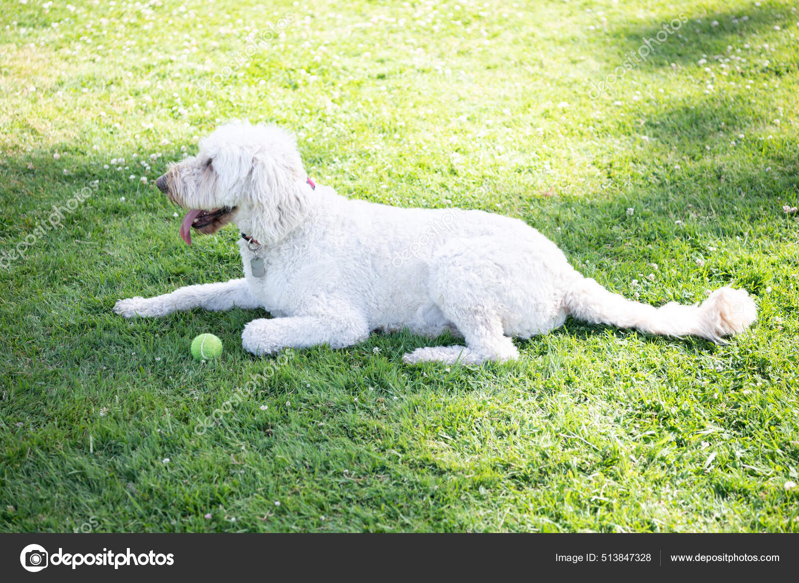 Ukrainian shepherd cheap