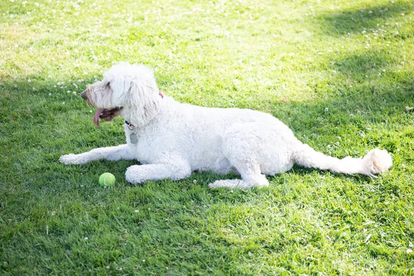 Breed dog on green grass. dog has long hair fur. pure breed. ukrainian shepherd dog. — Stock Photo, Image
