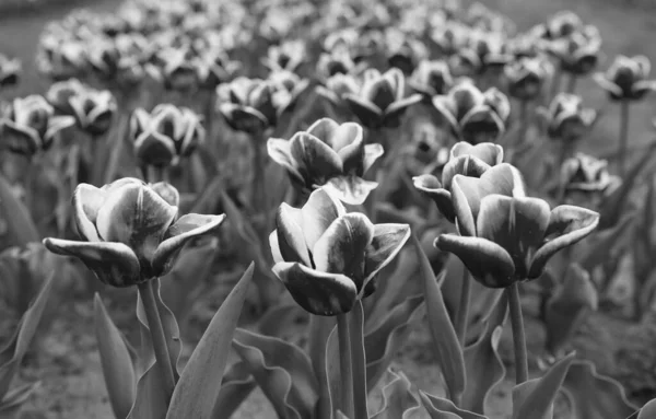 Myślę o ekologii. letnie pole kwiatów. ogrodnictwo i florystyka. piękno przyrody i świeżość. Hoduję tulipany na sprzedaż. rolnictwo. Tulipan kwitnie wiosną. jasne pole kwiat tulipan — Zdjęcie stockowe