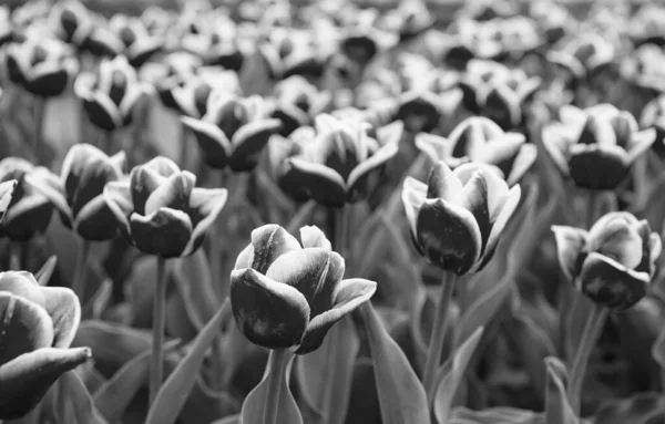 Respekterar ekologin. Holland under våren. Blommor banner för blomsteraffär. rosa fält av tulpaner, Nederländerna. Lökfält på våren. harmoni i meditationen. Vackra rosa tulpanfält — Stockfoto