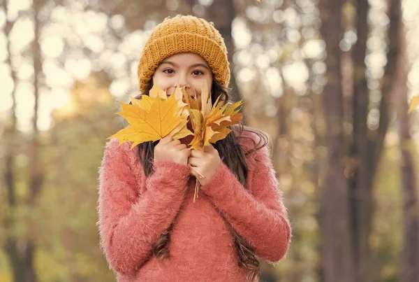 Mosolygós tini lány kötött kalap és pulóver tartsa sárga juhar levelek erdőben park ősszel szezonban meleg időjárás, gyermekkor — Stock Fotó