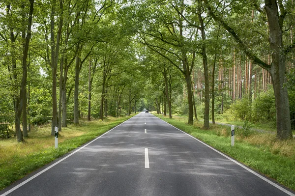 Estrada na floresta — Fotografia de Stock