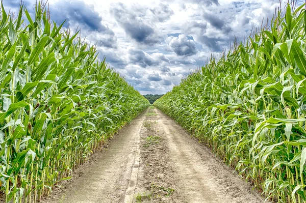 Landbouwveld waarop de groene maïs groeit — Stockfoto