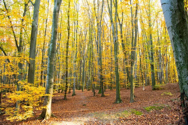 自然美。秋天的天气。一片阳光普照的森林，长满了树叶。秋季自然. — 图库照片