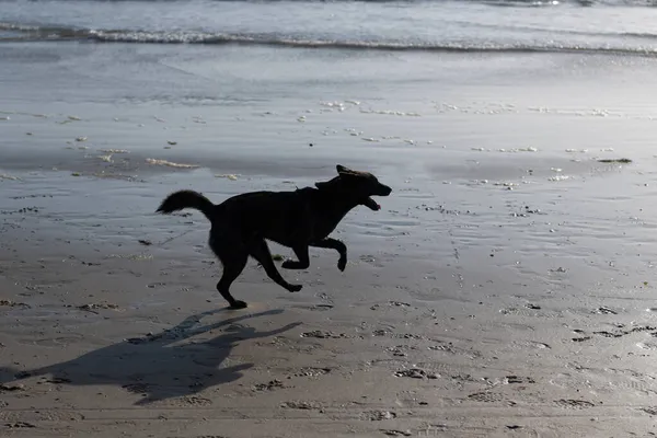 Perro divirtiéndose en la playa. mascota relajarse al aire libre en verano. raza perro corriendo —  Fotos de Stock