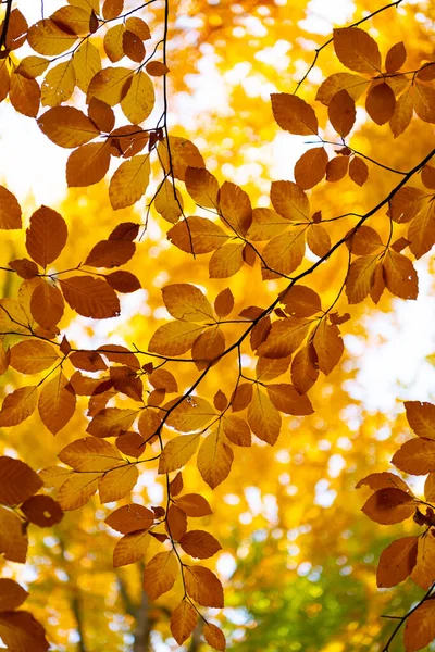 Красивые осенние листья желтого цвета крупным планом в солнечную погоду, осенью — стоковое фото