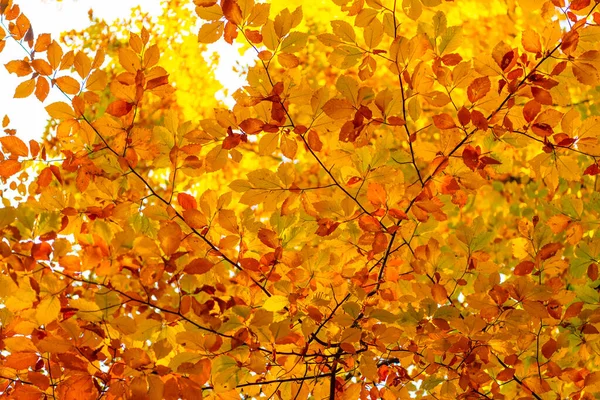 Feuilles d'automne couleur jaune gros plan avec personne, saison — Photo