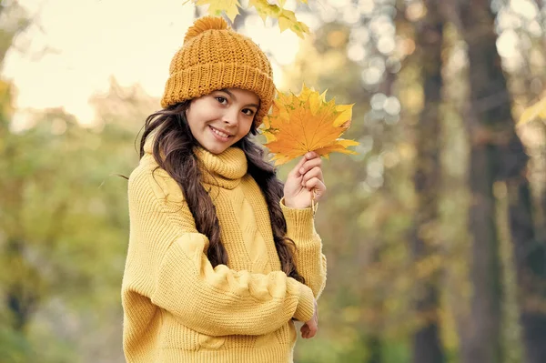 Pretty girl in autumn style gather yellow maple leaves, fall season — Stock Photo, Image