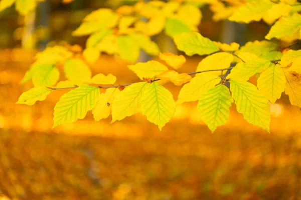 Natuur achtergrond met herfstbladeren gele kleur close-up, kopieerruimte, herfst — Stockfoto