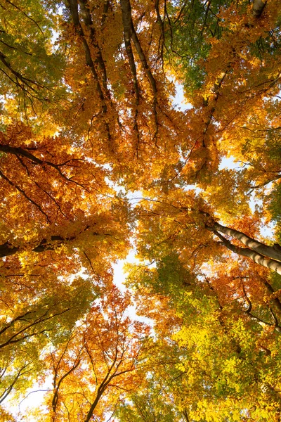 Floresta profunda com folhas amarelas. árvore sazonal ramos pano de fundo. vista superior. beleza natural. — Fotografia de Stock
