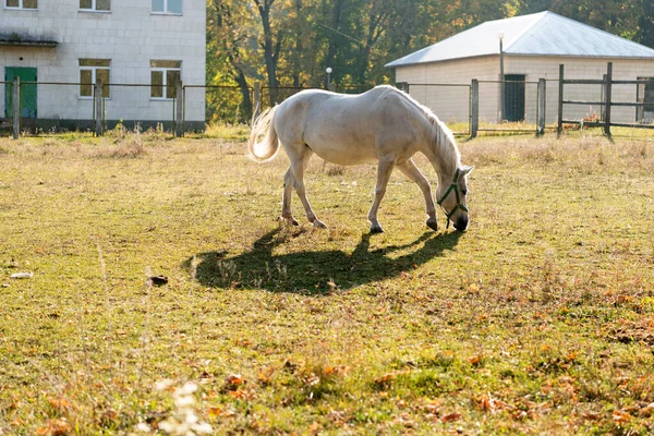 Cavallo bianco che pascola fuori dall'azienda o dalla stalla, allevamento di cavalli — Foto Stock