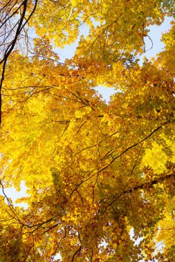 Sarı yapraklı arka plan. Sonbahar doğası. Yaprakları olan güneşli bir ağaç dalı. mevsimlik ağaç.