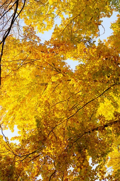 Yellow leaf backdrop. autumn nature. sunny tree branch with leaves. seasonal tree. — Stock Photo, Image