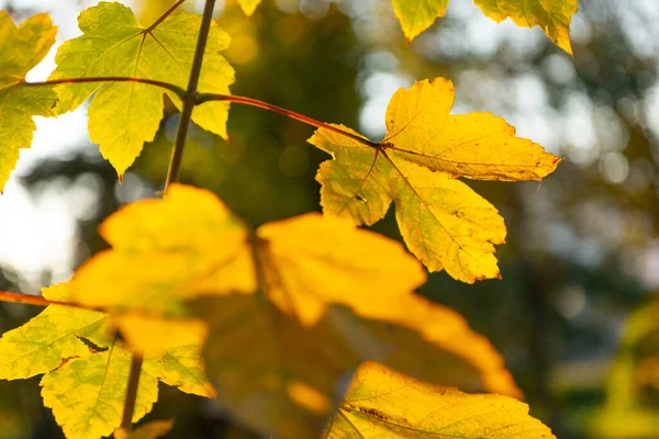 Podzim listy žlutá barva detailní up na slunné počasí, podzim — Stock fotografie