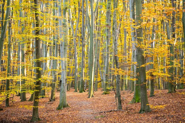 美丽的有叶子的阳光充足的森林。秋天的自然。长有黄叶的季节性树木. — 图库照片
