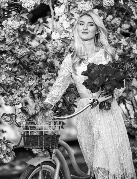 Voorjaarsvakantie. Toerisme. Vervoer en reizen. Sakura seizoen. Flora en plantkunde. Vrouw met tulpenboeket. Sakura boom bloeit. Meisje retro cruiser fiets leuke puppy hond sakura boom — Stockfoto