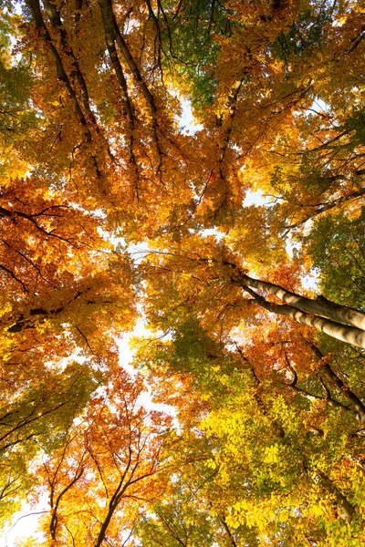 Bosque de otoño con hojas de color amarillo en los árboles, otoño —  Fotos de Stock