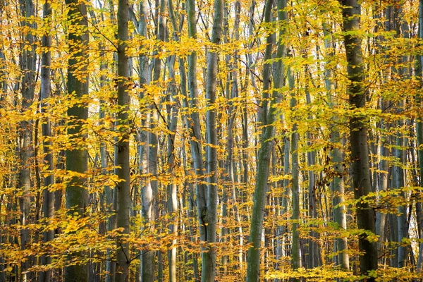Natureza outono com ninguém. árvores sazonais com folhas amarelas. beleza natural. — Fotografia de Stock
