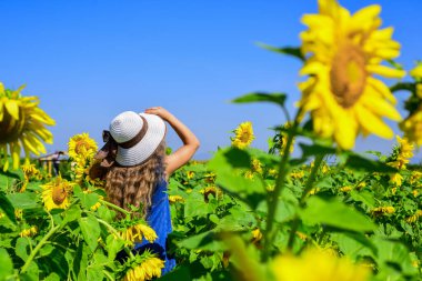 Hasır şapkalı tatlı kız ayçiçeği çiftliğinde yürüyor, yaz tatillerinde.