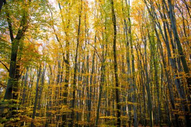 Ormanda sonbahar doğası, sarı ağaçlar, sonbahar.