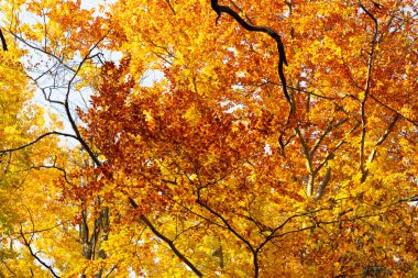 Sonbahar yapraklı ağaç dalları güneşli havalarda ve mevsimlerde sarı renktedir.