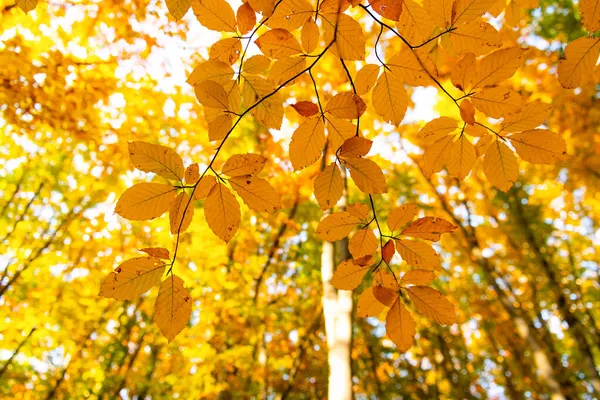 Natureza outono. ramo de árvore com folhas. árvore sazonal close up. beleza natural. estação de outono tempo — Fotografia de Stock