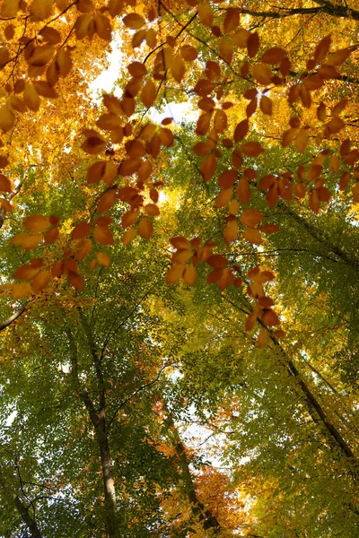 Hojas de otoño color amarillo primer plano en el clima de otoño, espacio de copia, la naturaleza —  Fotos de Stock