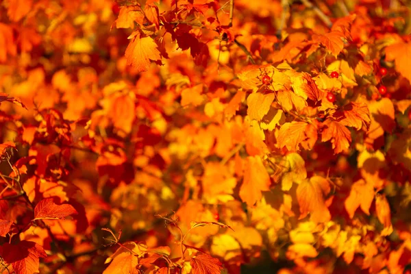 Autumn leaves orange color closeup on sunny weather, autumn — Stock Photo, Image