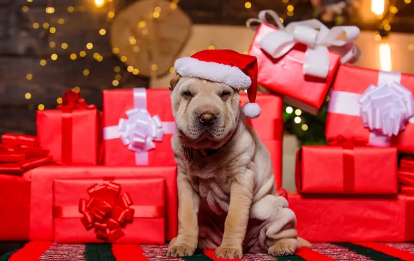 Small cute shar pei puppy. puppy in santa claus hat. small dog at red present box. happy new year. merry christmas. perfect xmas present. best gift ever. dog year. lovely pet — Stock Photo, Image