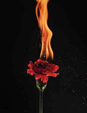 Sıcak alev. Yanan çiçek koyu arkaplan. Kırmızı dianthus yanıyor. Alev ve kıvılcım. Ateş parıltısı