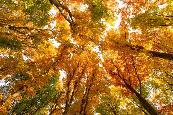 Vista superior de las hojas de otoño en las ramas de los árboles en el bosque, otoño —  Fotos de Stock
