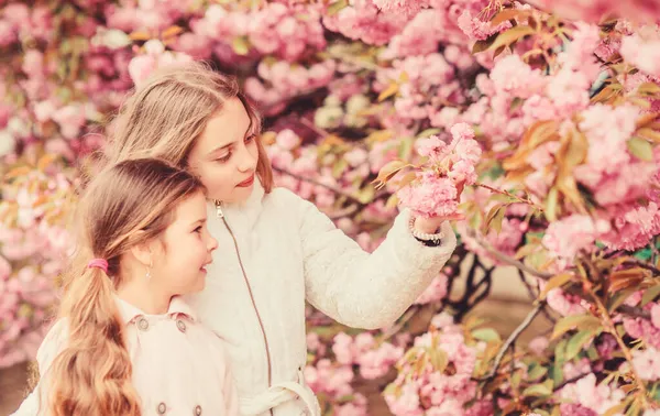 花柔らかいピンクの雲。子供たちは暖かい春を楽しんでいます。桜の近くでポーズをとる女の子たち。花で迷子になった桜の背景のピンクの花の子供たち。桜を楽しむ子供たち。植物学の概念 — ストック写真