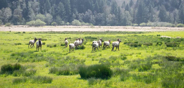 Herd of deer grazing in farm on green grass, deer — Stock Photo, Image