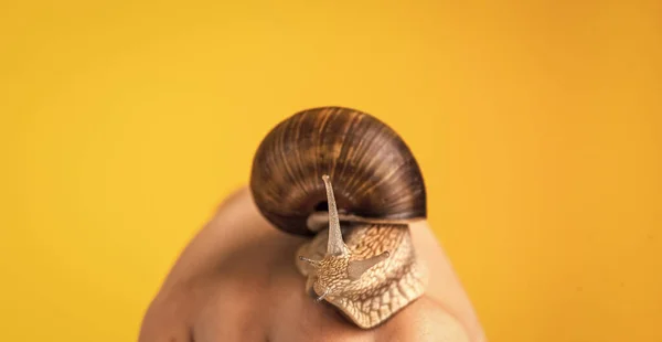 Snail cream good for skin against wrinkles. get faster. concept of slow moving. speed concept. shell is its home. dieting and eating delicates. seafood and eating mollusk. snail farm — Stock Photo, Image