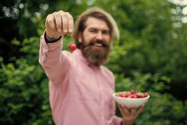 Prova questo. contadino fiducioso con frutta fresca. Un uomo barbuto con ciliegie mature. Vendemmia estiva. felice hipster maturo con la barba. brutale ragazzo caucasico con ciliegia. frutta biologica — Foto Stock