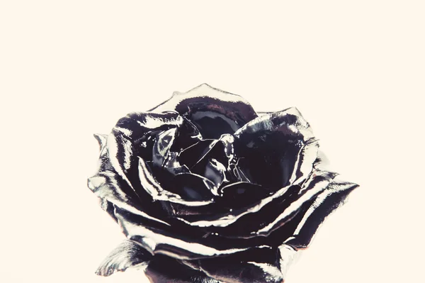 Wieczne piękno. srebrny kwiat róży. bogactwo i bogactwo. działalności florystycznej. Vintage. luksusu i sukcesu. metalizowana dekoracja antyczna. naturalne piękno. na białym tle — Zdjęcie stockowe