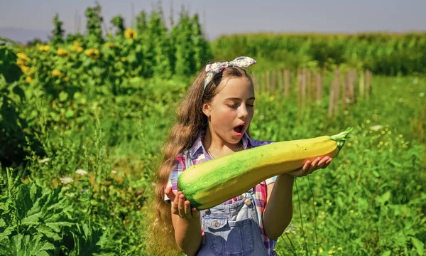 Κοριτσάκι κηπουρική συγκομιδή μεγάλο μυελό των λαχανικών, λιπάσματα έννοια — Φωτογραφία Αρχείου