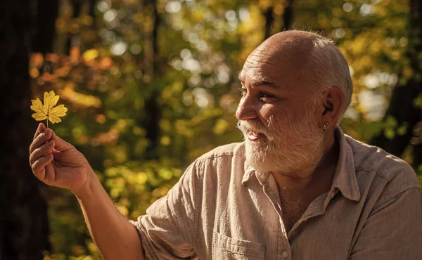 Folha caída. Pensionista segurar folha de outono ao ar livre. O homem idoso olha para a folha amarela na floresta. Folha mudando de cor. Mudança sazonal. Natureza de outono. Beleza natural — Fotografia de Stock