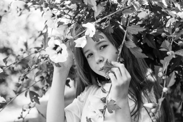 Criança cheiro hibisco arbusto flor na primavera florescendo estação ou verão natureza, beleza — Fotografia de Stock