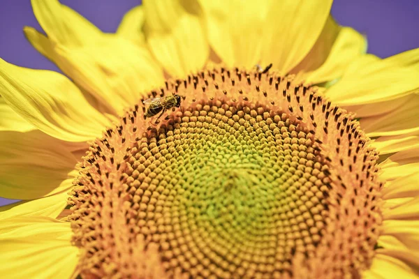 Las semillas de girasol y el insecto avispa se cierran sobre un fondo azul — Foto de Stock