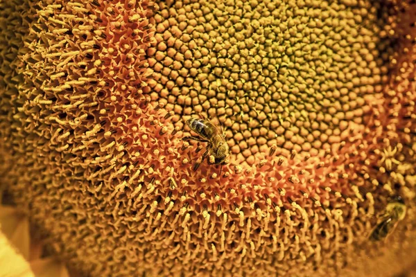 Girassol amarelo lindo com insetos de perto, vida selvagem — Fotografia de Stock