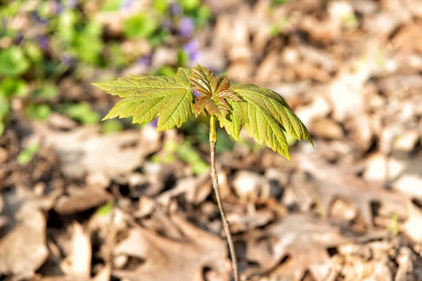Maple tree sprout with green leaves grow in forest soil sunny natural background, plant — Stockfoto