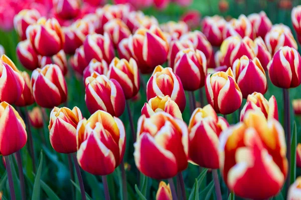 Campo di fiori di tulipano rosa con sfondo naturale colorato. natura — Foto Stock